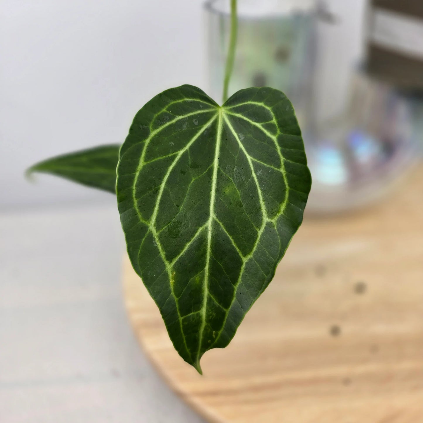 Anthurium Delta Force