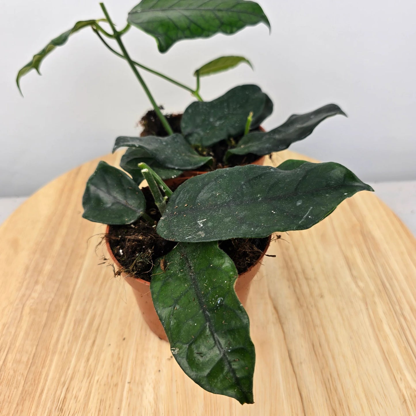 Hoya villosa (globulosa)