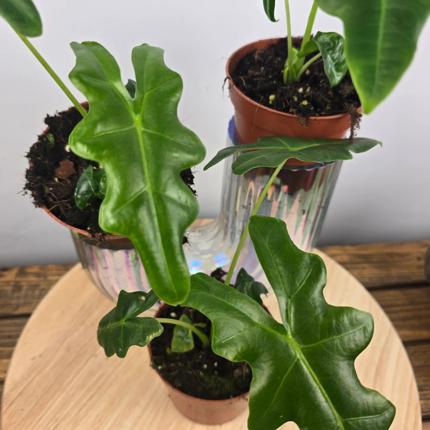 Alocasia Portei