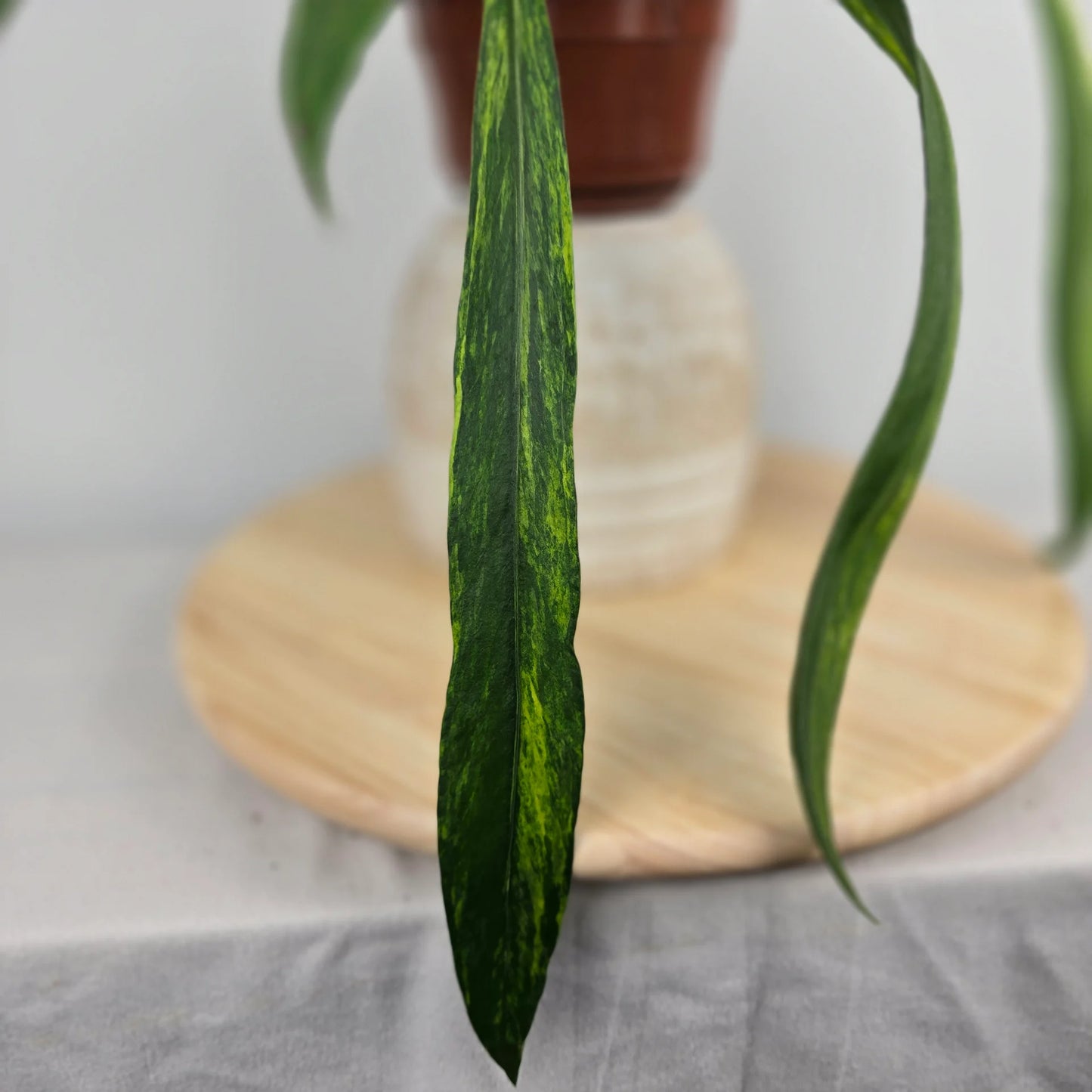 Anthurium vittariifolium 'Variegata'