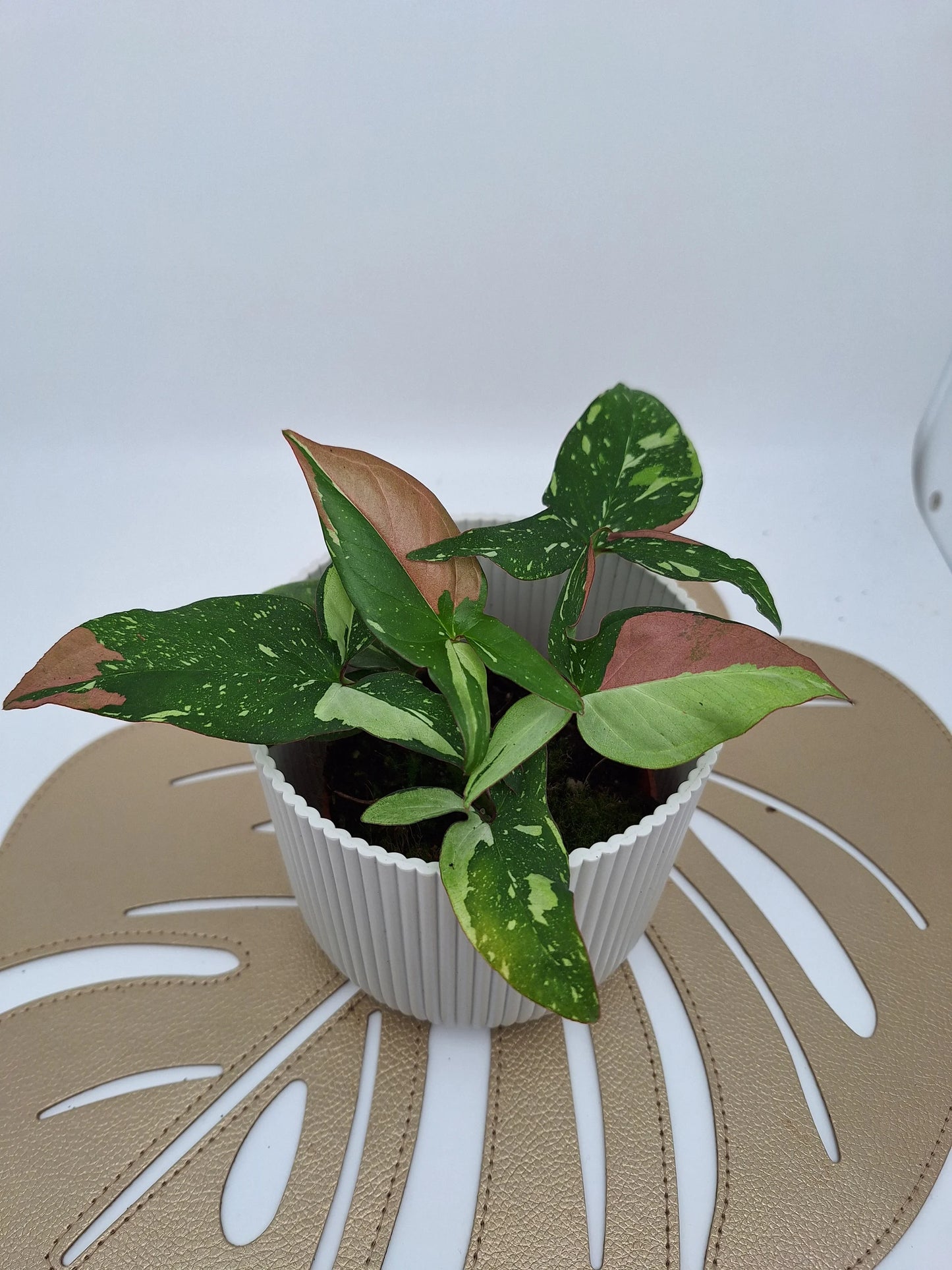 Syngonium Red Spot Tricolor