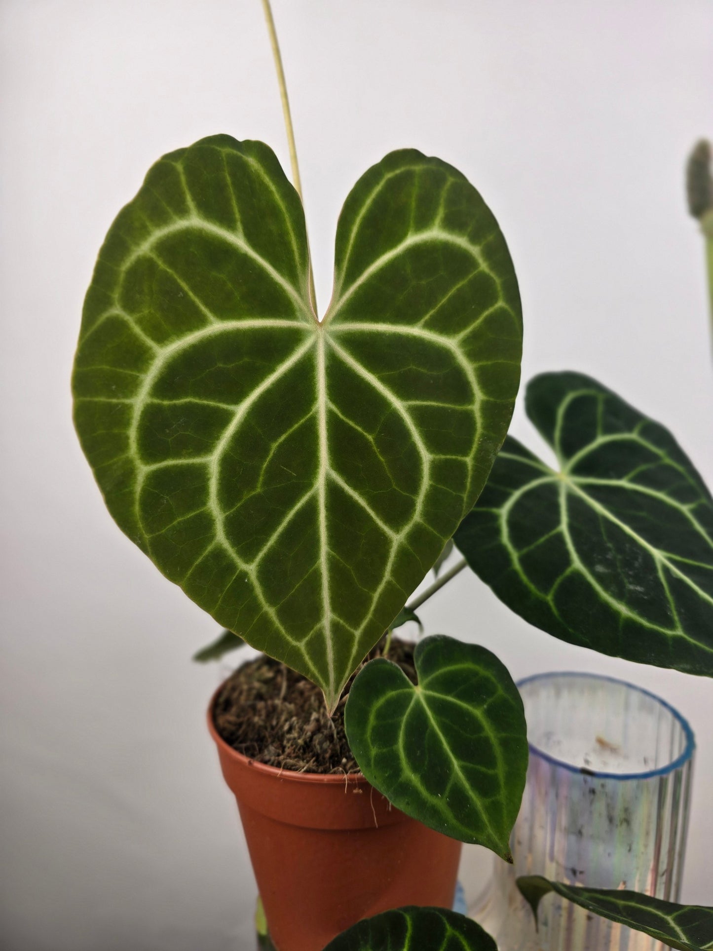Anthurium clarinervium