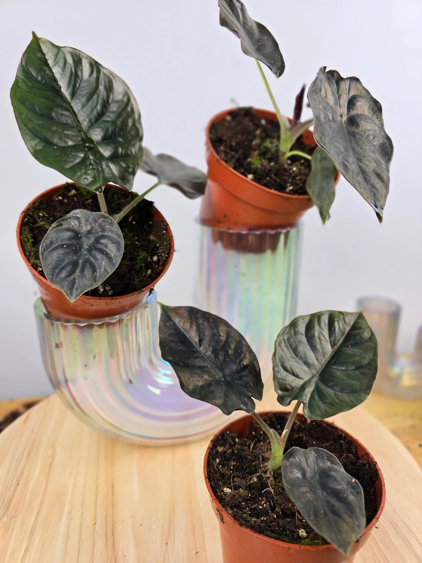 Alocasia infernalis 'Black Magic'