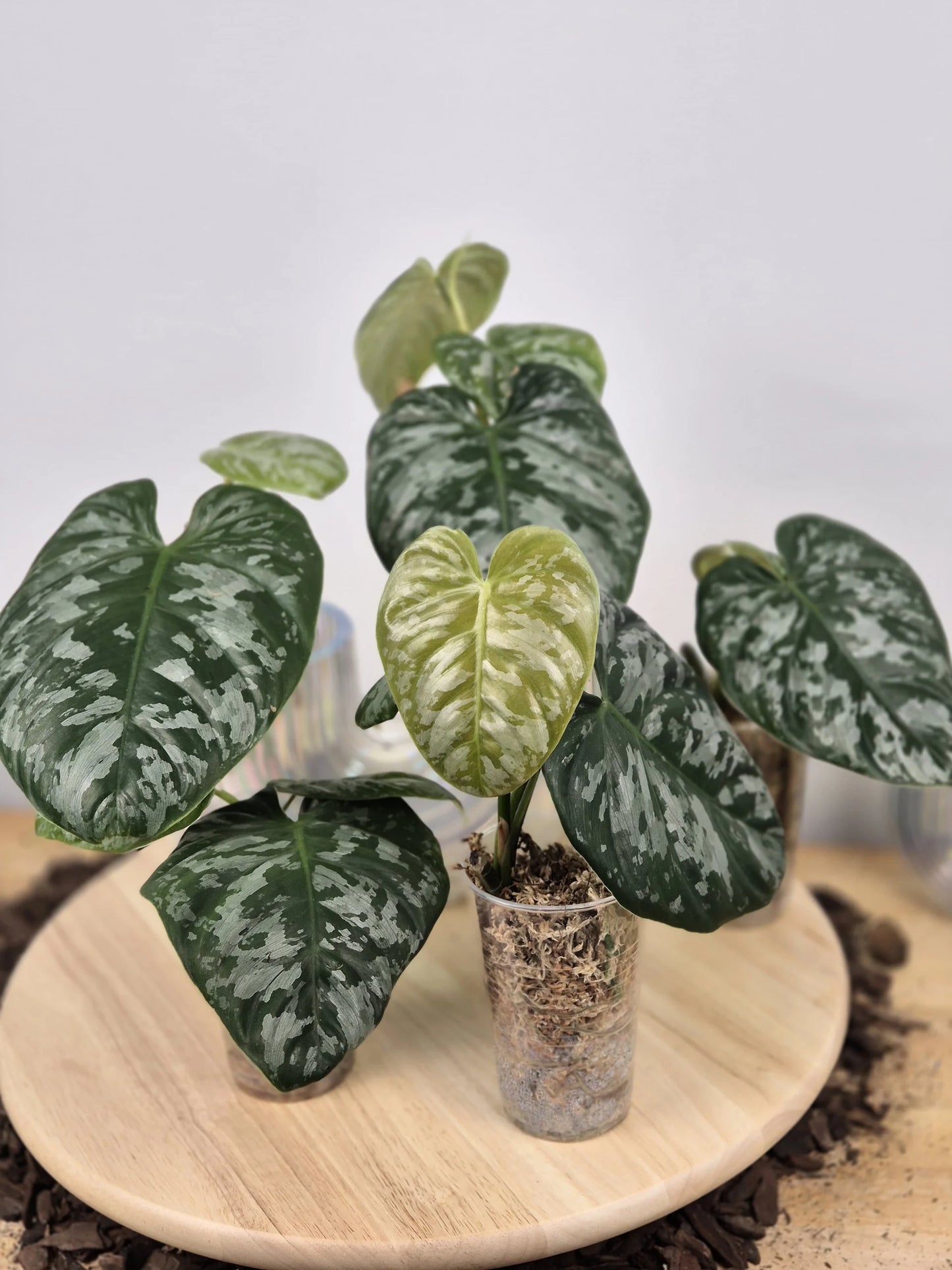 Philodendron Brandtianum 'Wild Form' (RC)