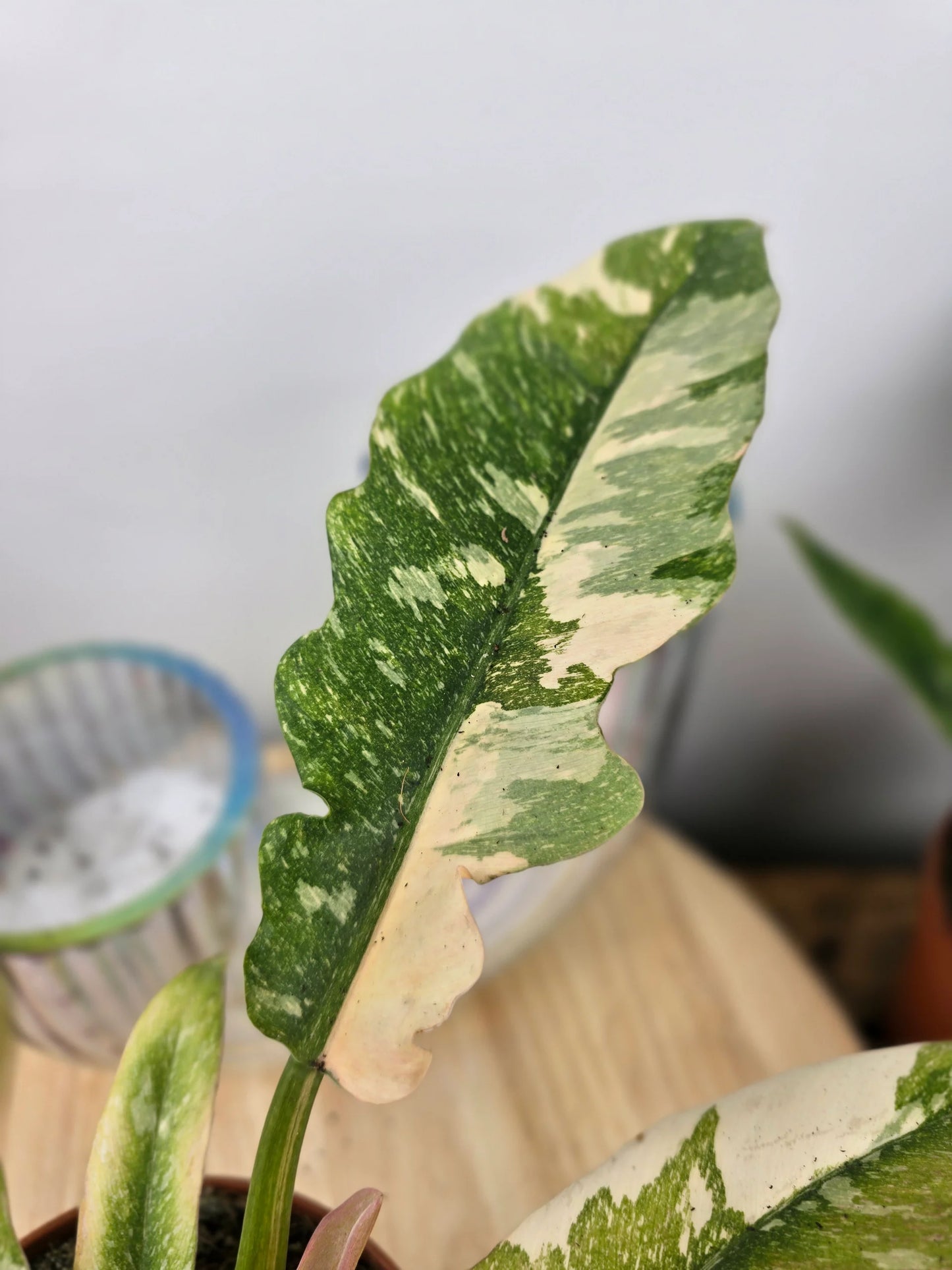 Philodendron 'Ring of Fire'