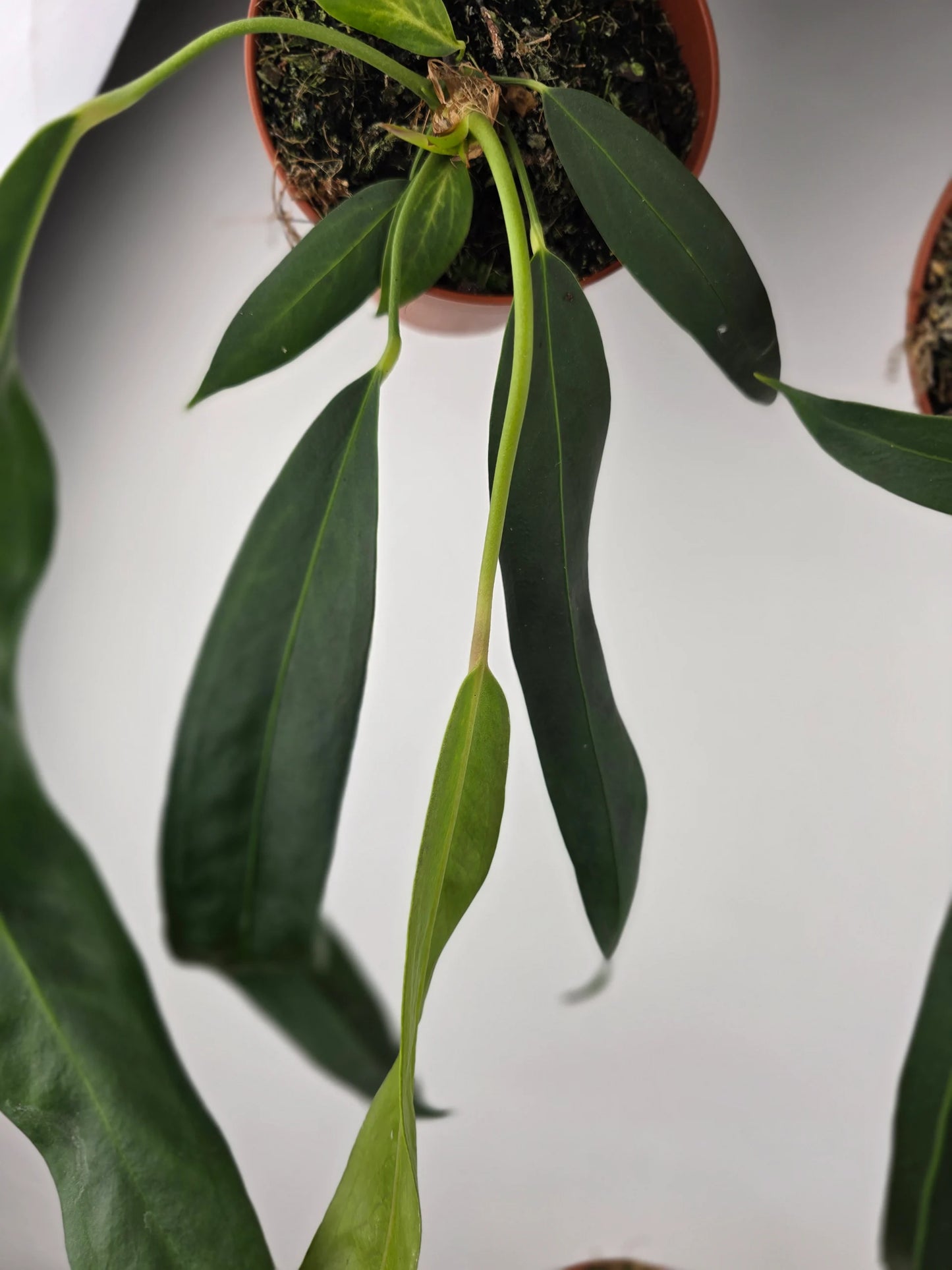 Anthurium Wendlingeri