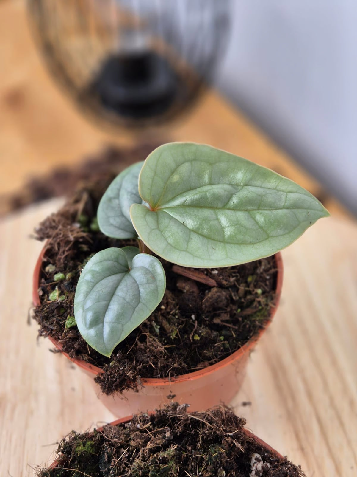 Anthurium Luxurians