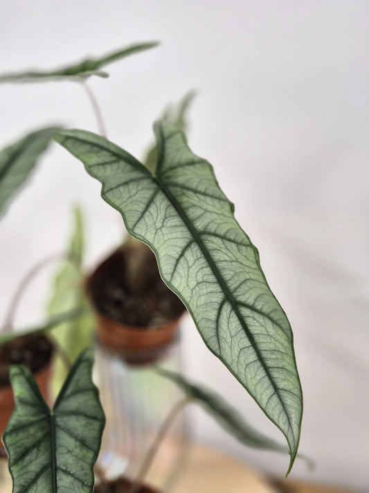 Alocasia Heterophylla