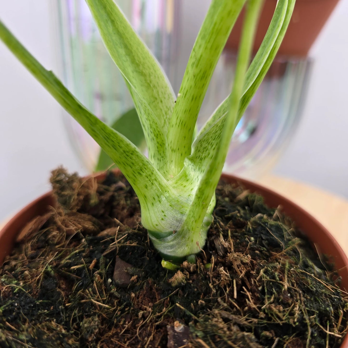 Philodendron warszewiczii