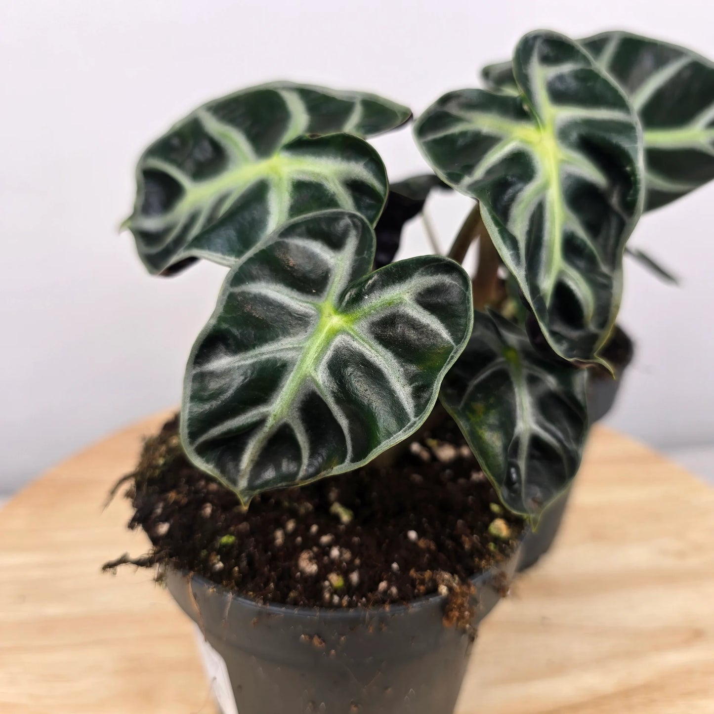 Alocasia Balloon Heart