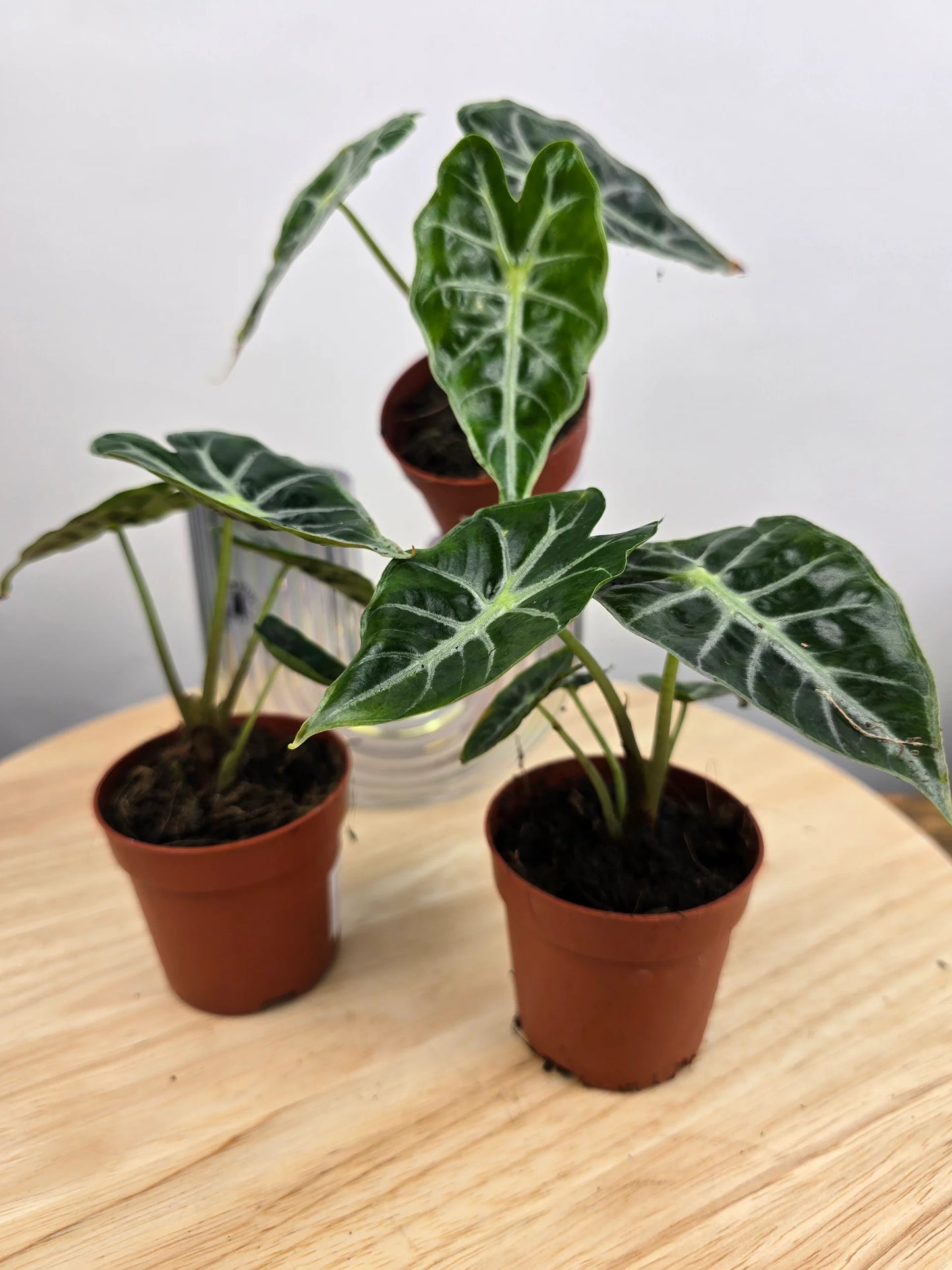 Alocasia Mandalay