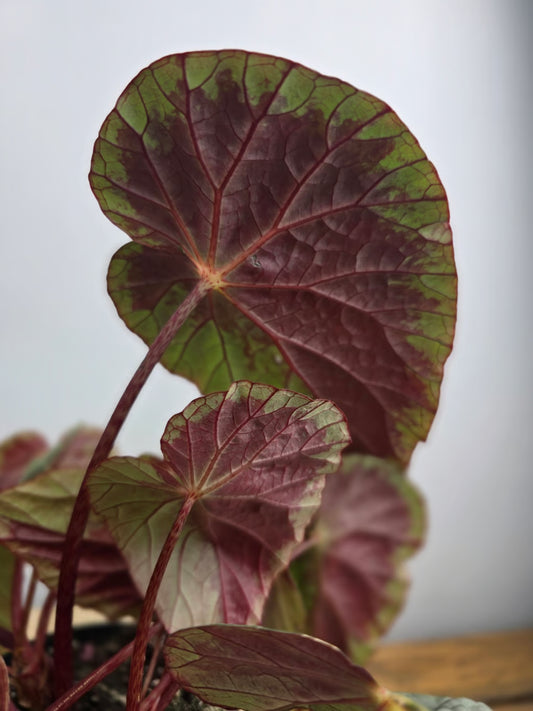 Begonia Burkillii 'silver edge'