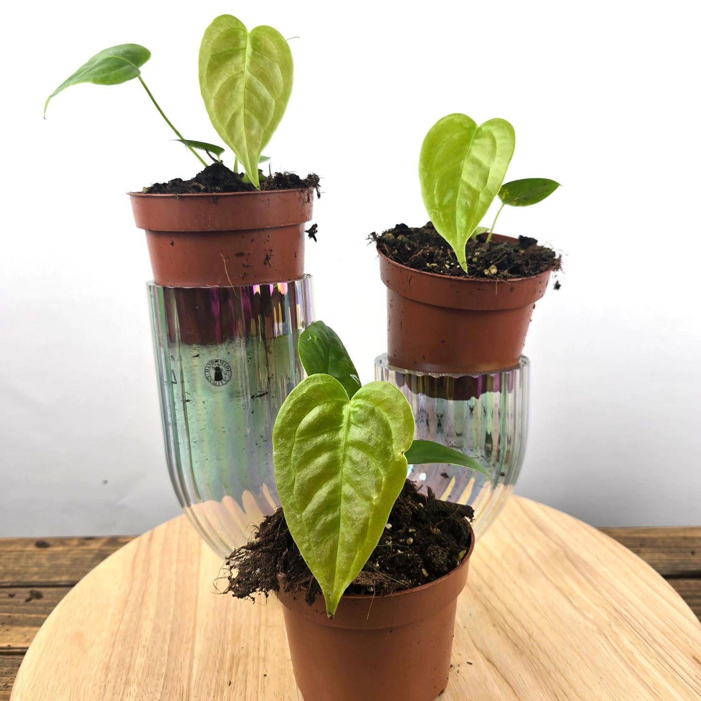 Anthurium Veitchii 'S'