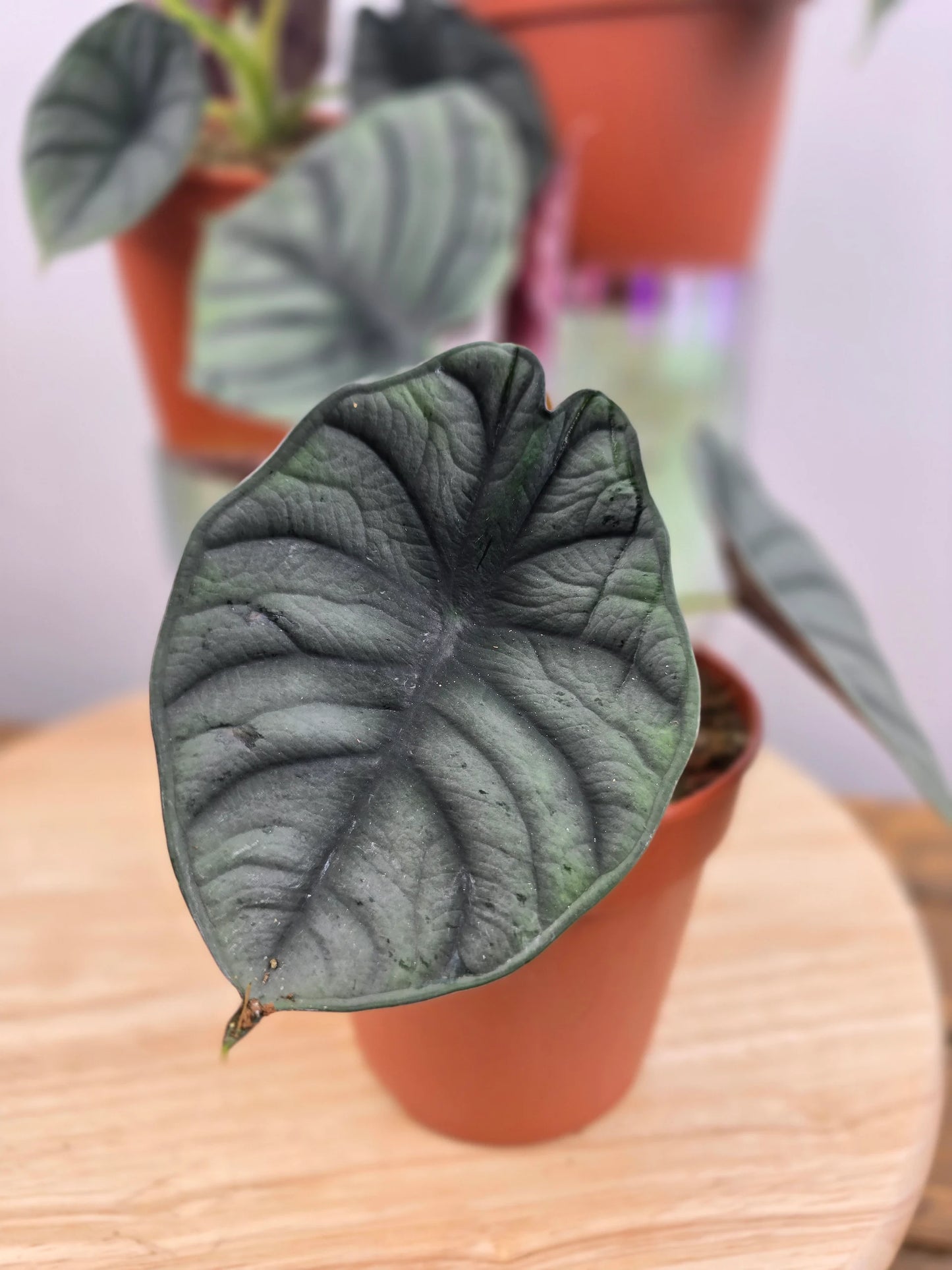 Alocasia nebula