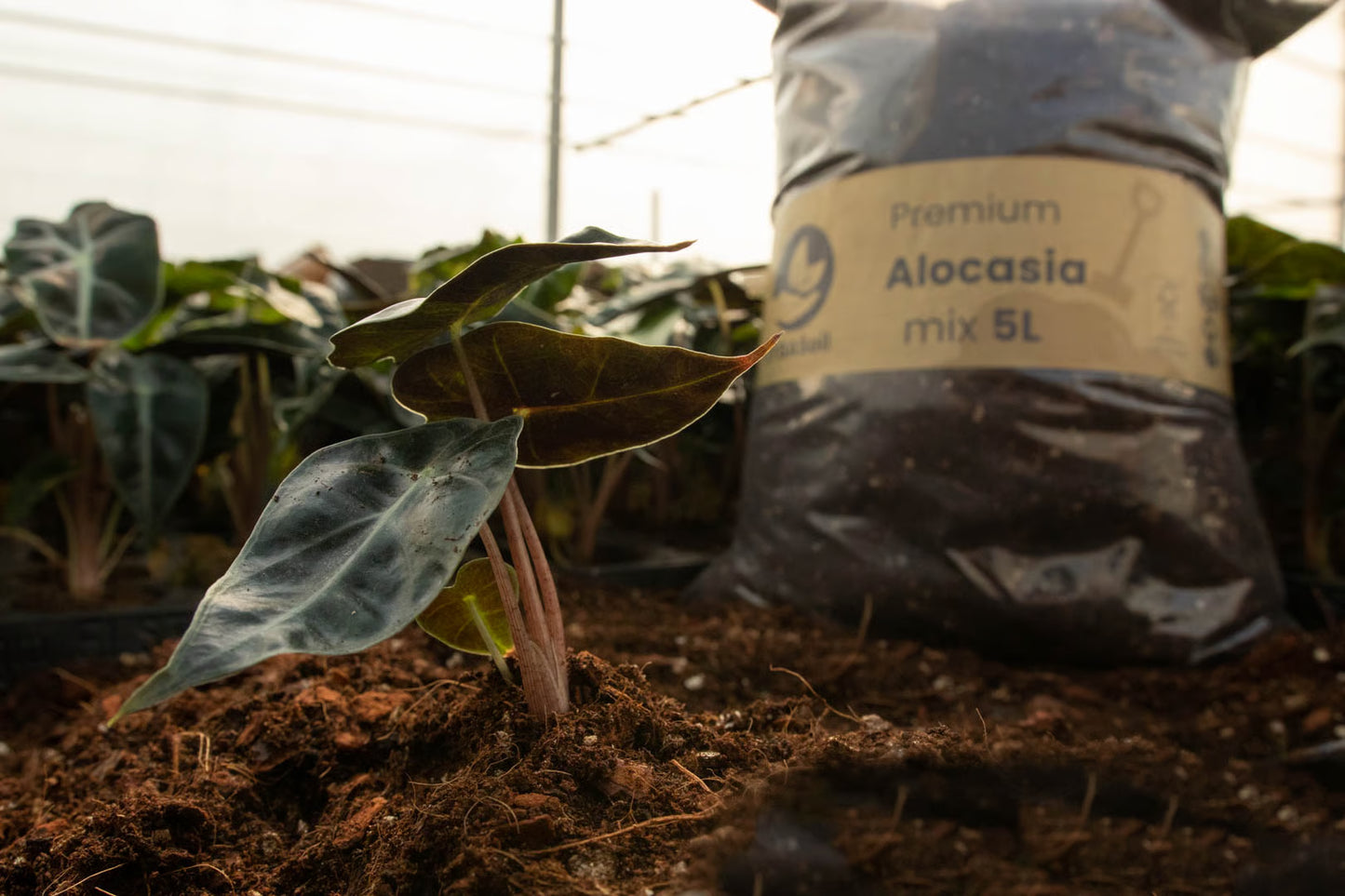 Alocasia Mix