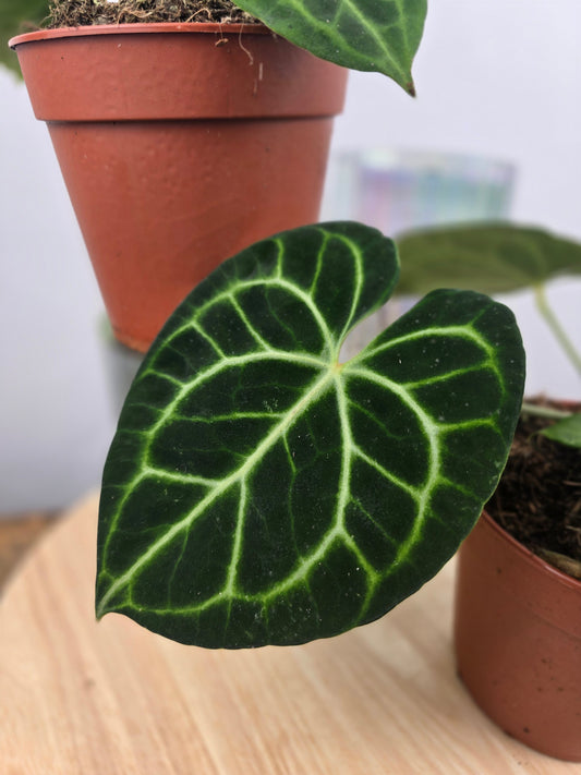 Anthurium clarinervium