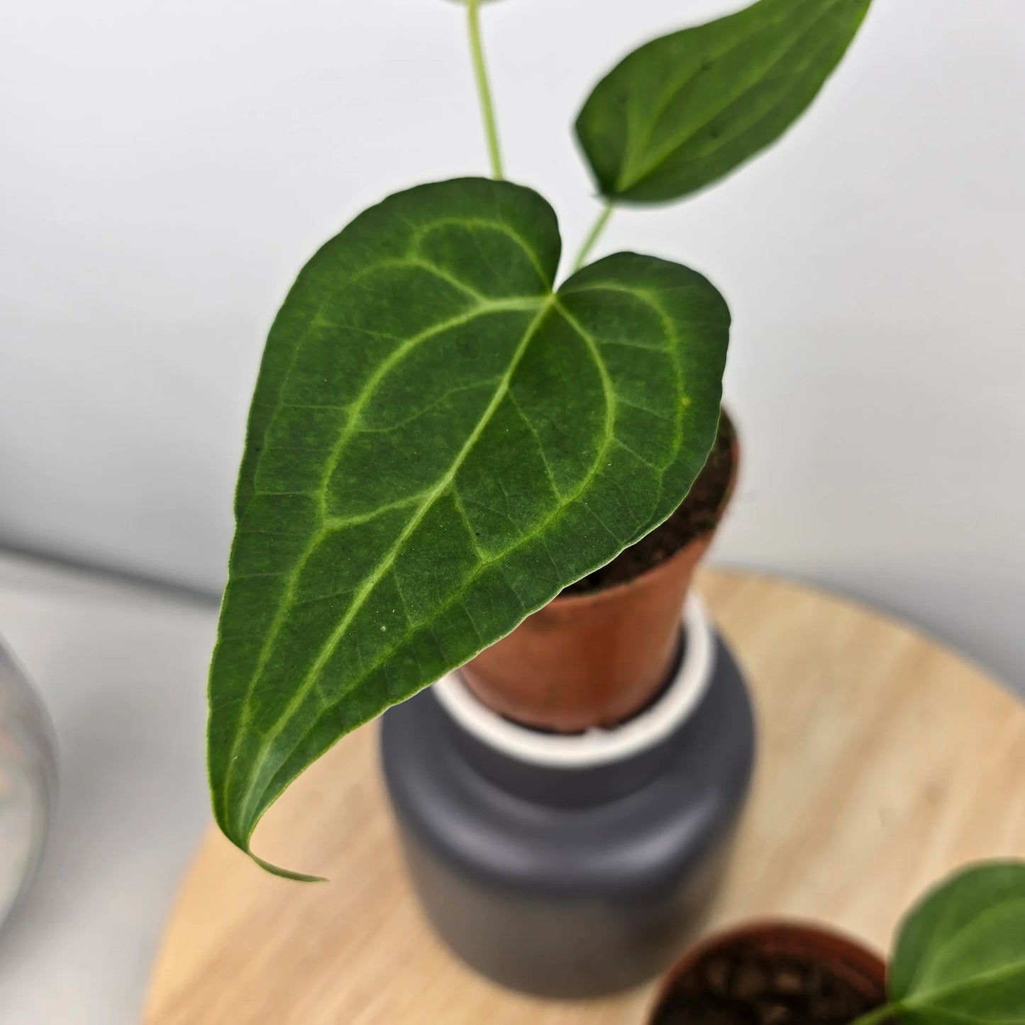 Anthurium Delta Force