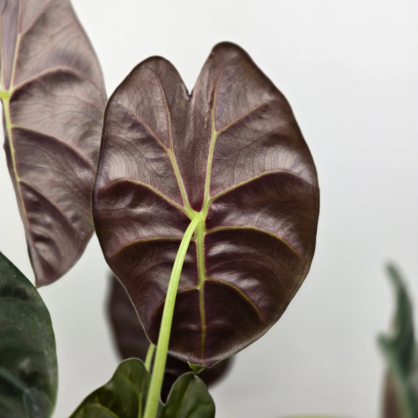 Alocasia 'Golden Bone'