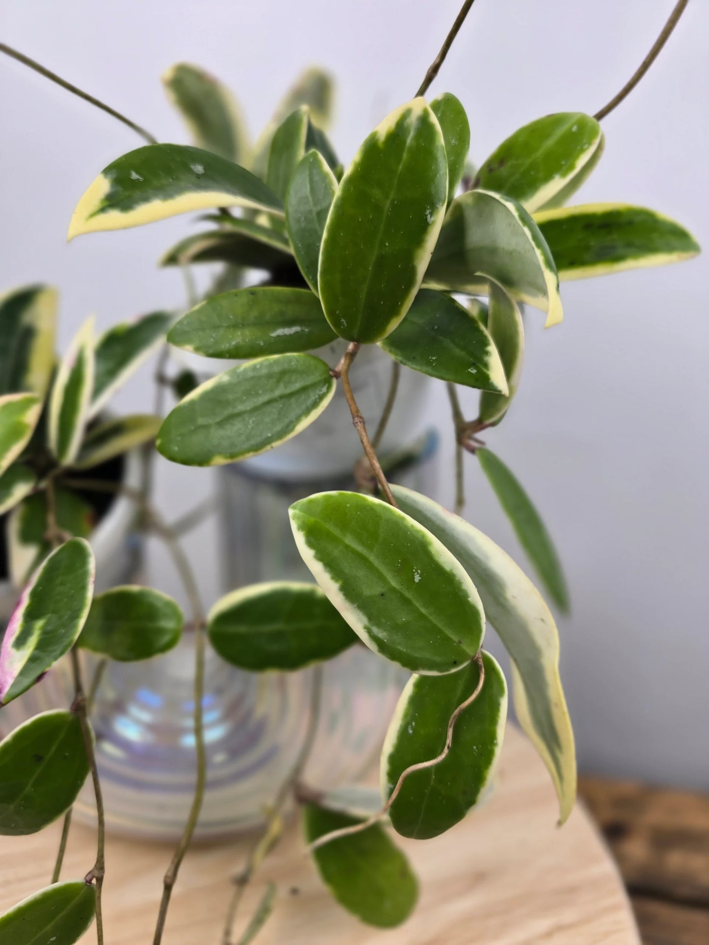 Hoya acuta 'variegata'