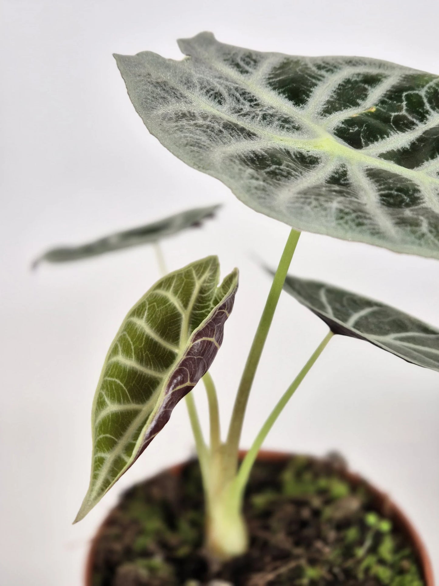 Alocasia Watsoniana 'Lightning'