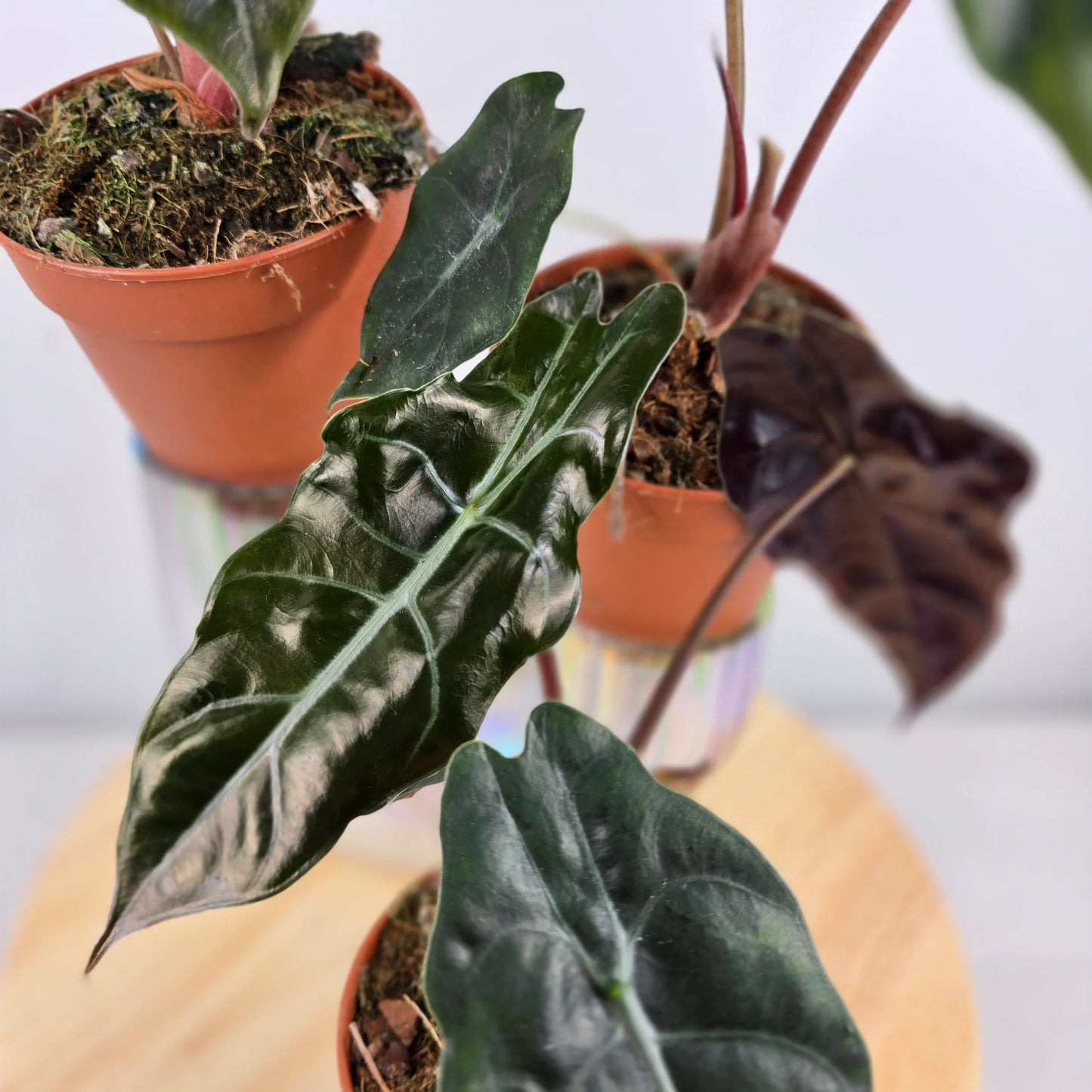 Alocasia chantrieri