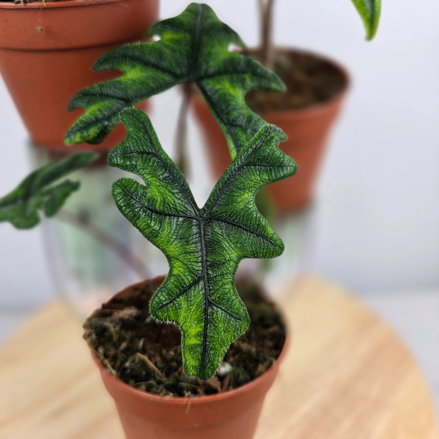 Alocasia Jacklyn