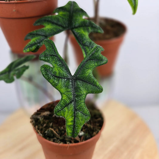 Alocasia Jacklyn