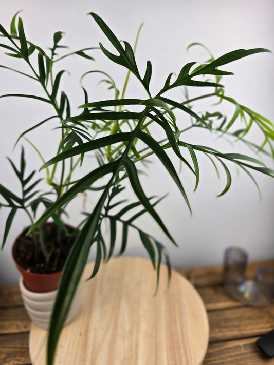 Philodendron polypodioides