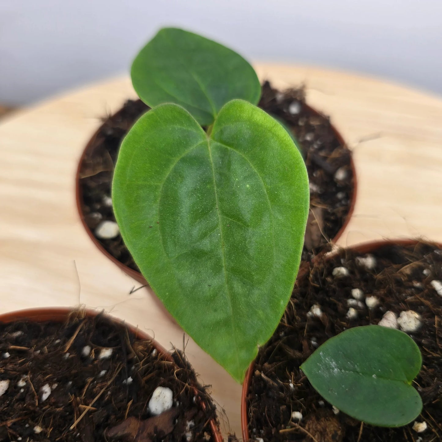 Anthurium papillilaminum x Dressleri