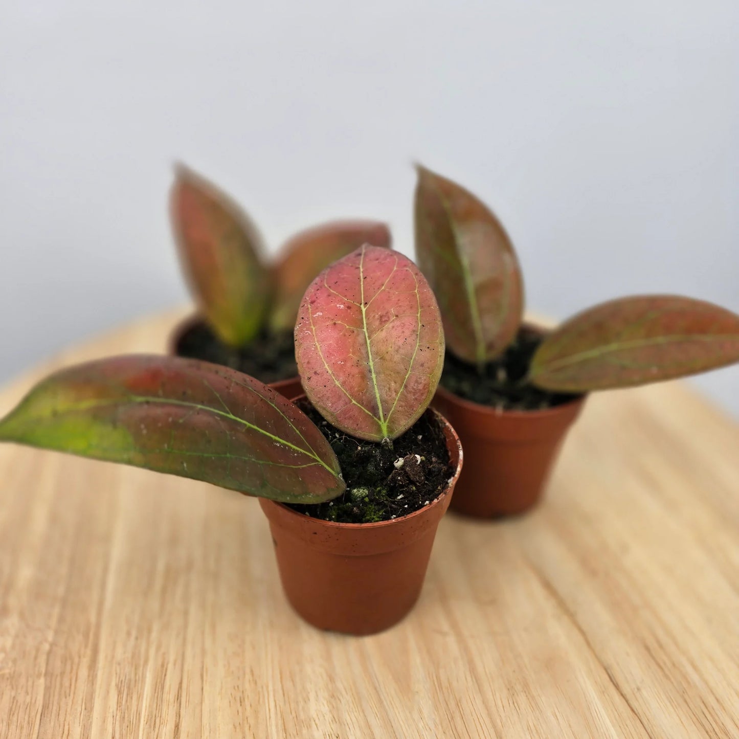 Hoya Tequlia Sunrise