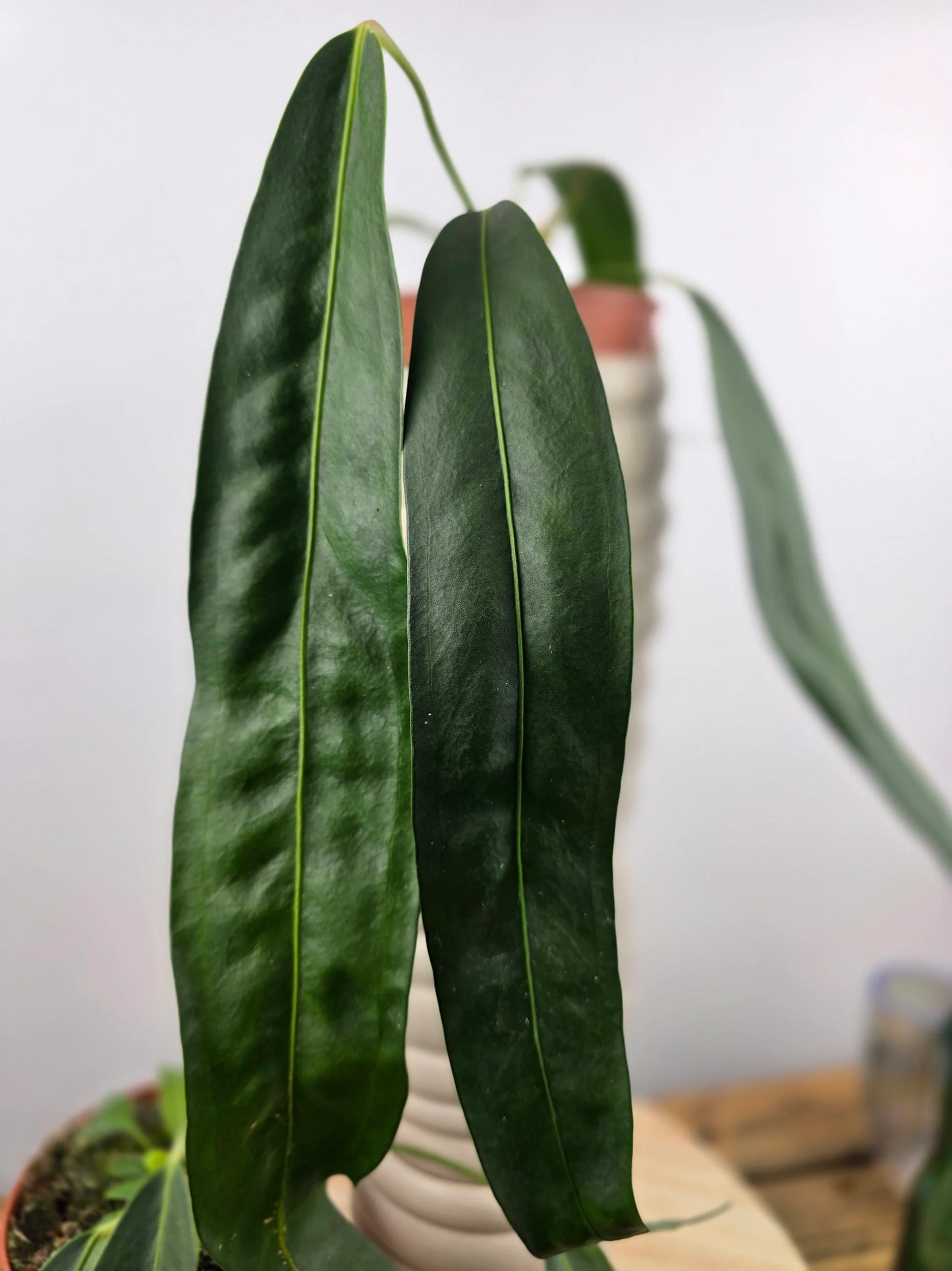 Anthurium Wendlingeri
