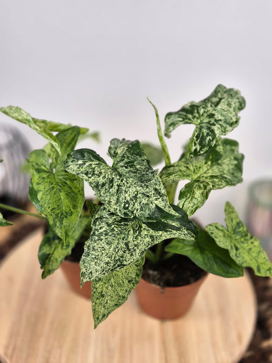 Syngonium Mottled