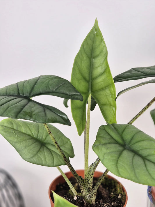 Alocasia Bisma 'Silver'