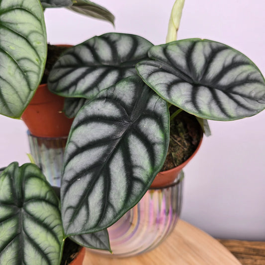 Alocasia 'Silver Dragon'