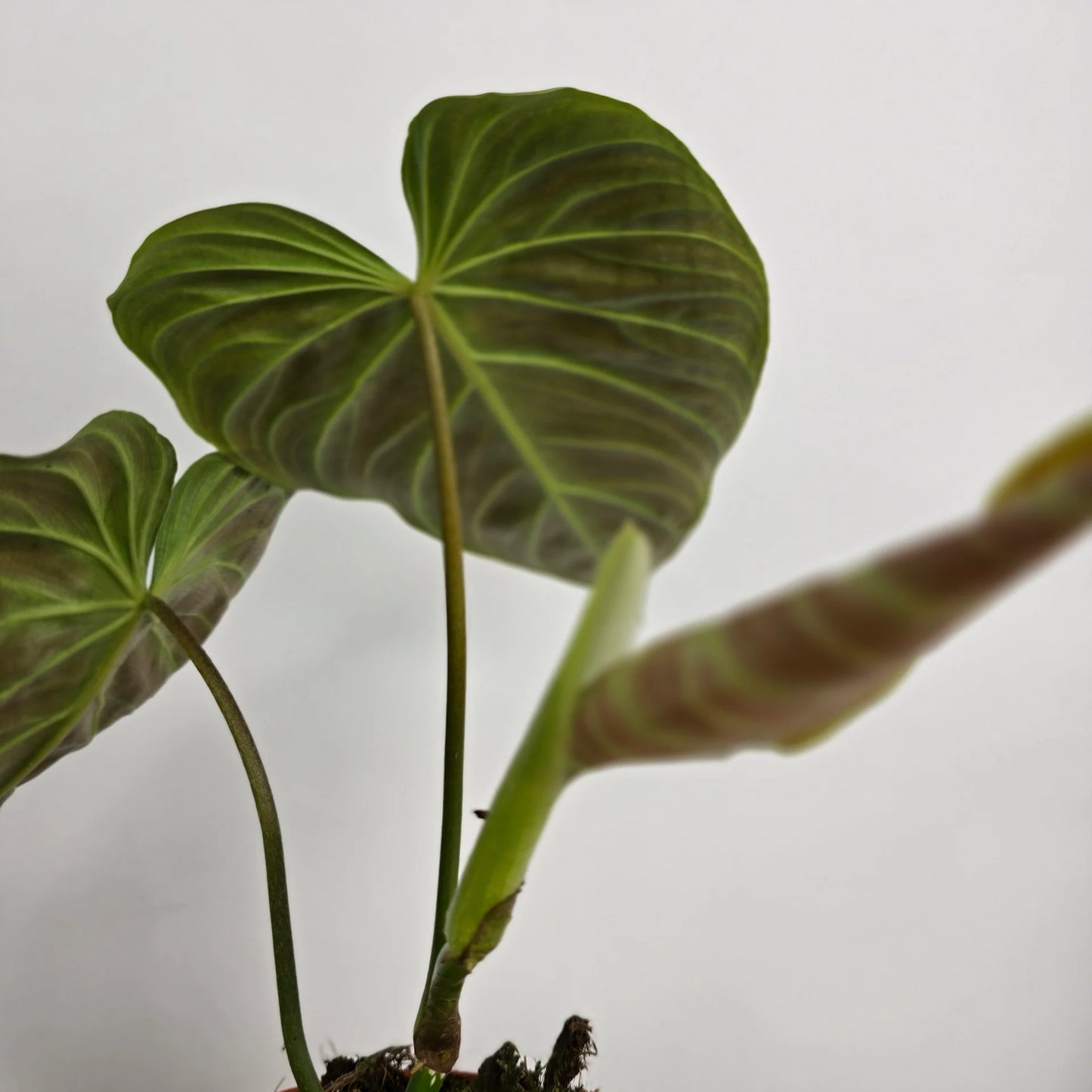 Philodendron 'Splendid'