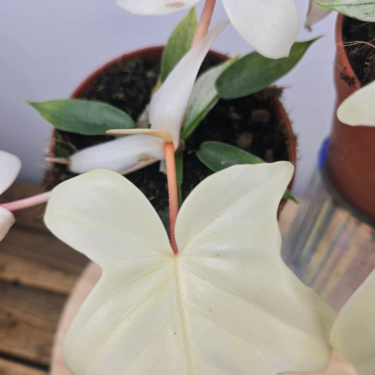 Philodendron Florida Ghost
