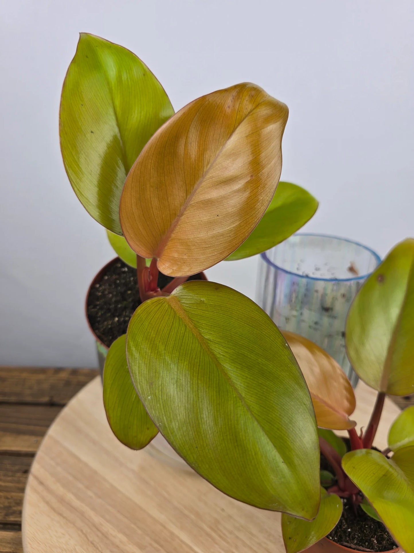 Philodendron 'Mars'