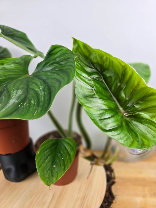 Philodendron plowmanii