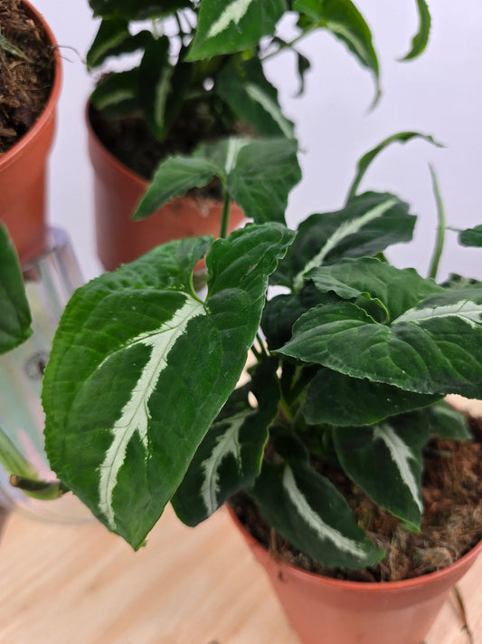 Syngonium Wendlandii