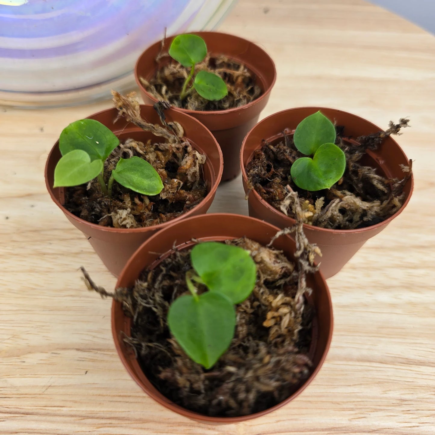 Anthurium Forgetii x Besseae aff x Papillilaminum dark x
