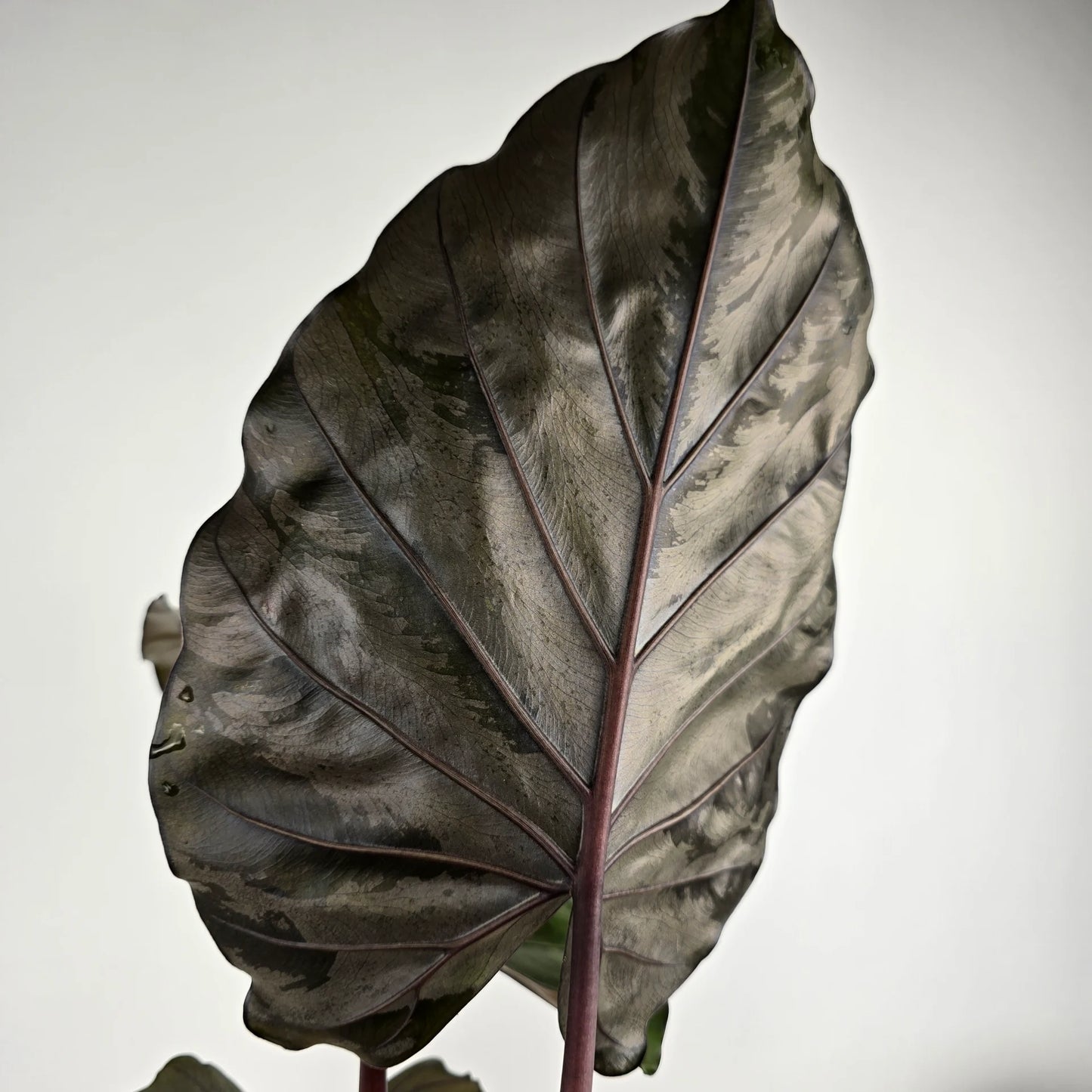 Alocasia 'Metalhead'