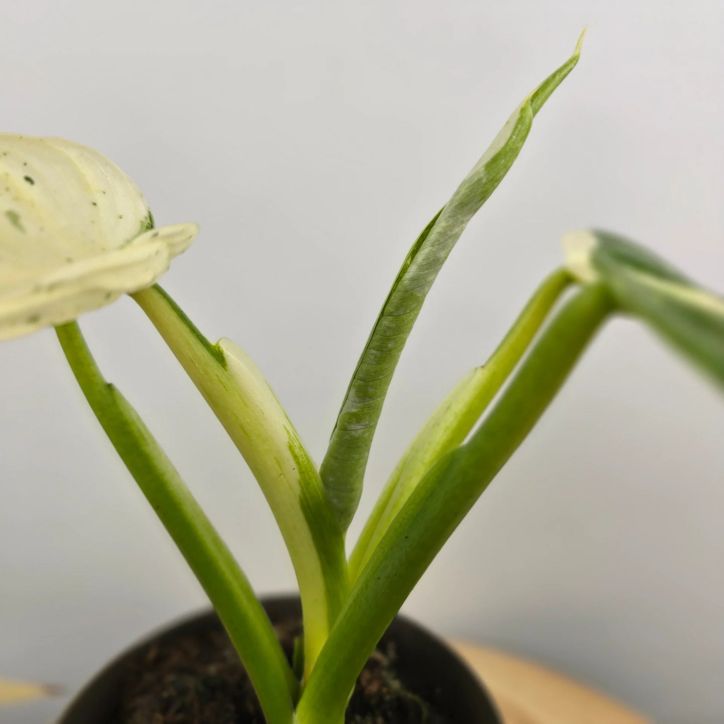 Philodendron 'Jose Buono'