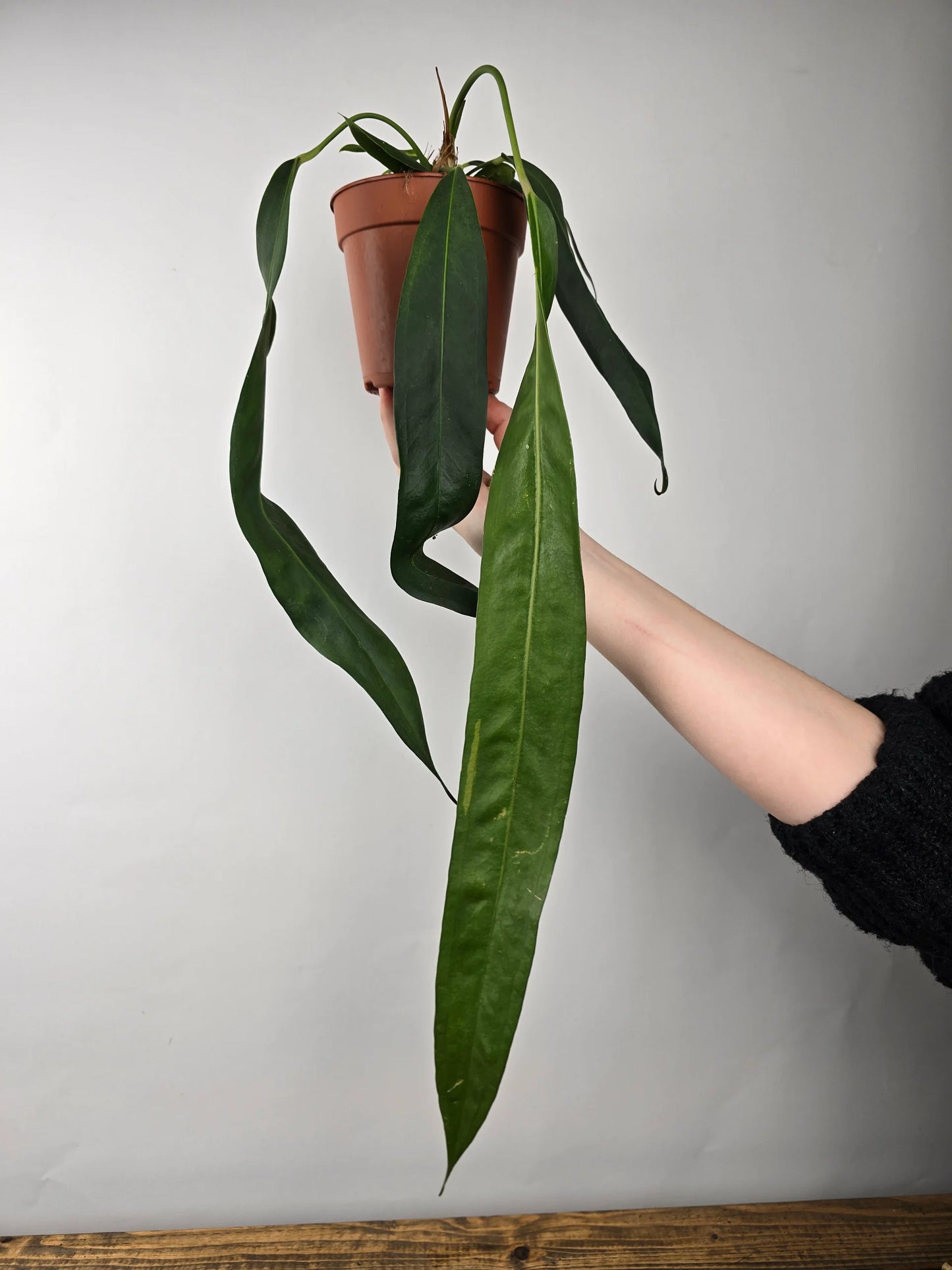 Anthurium Wendlingeri