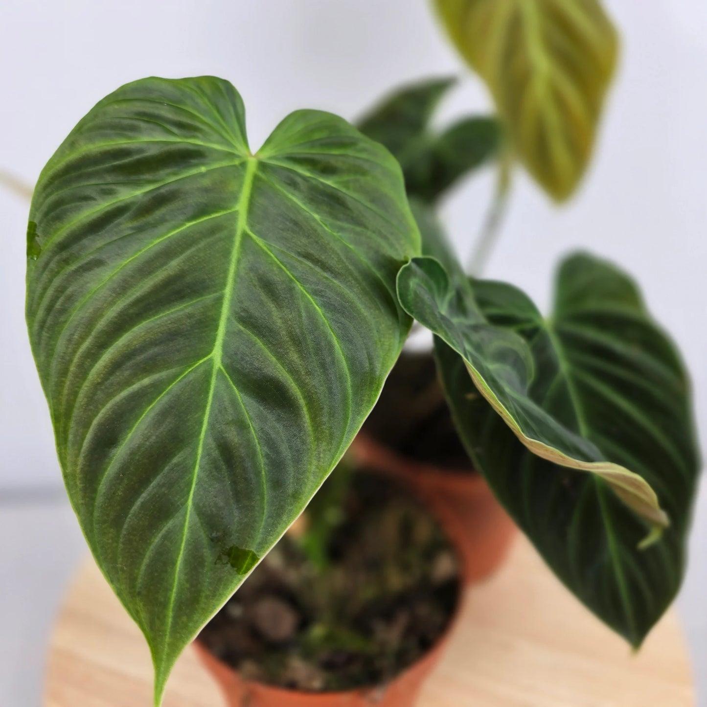 Philodendron 'Splendid'