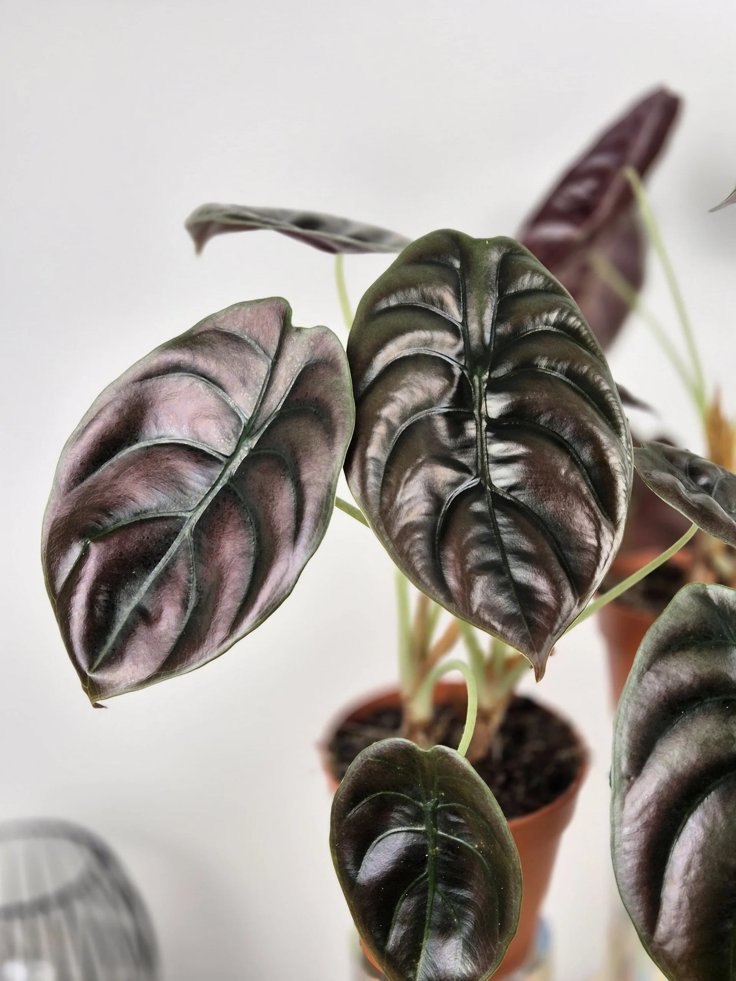 Alocasia Cuprea Red Secret