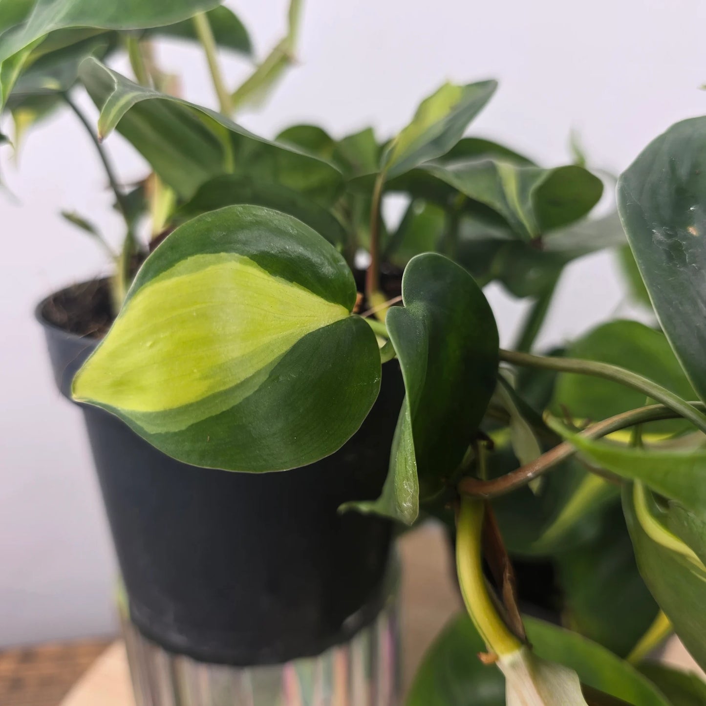 Philodendron scandens 'Brasil'