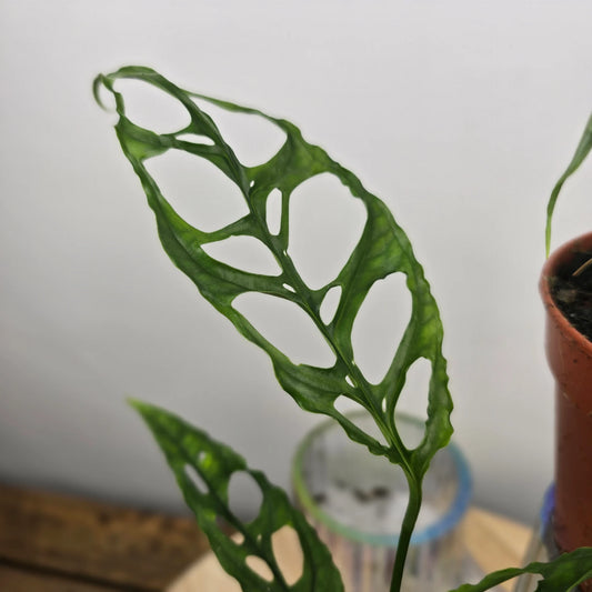 Monstera Obliqua Peru