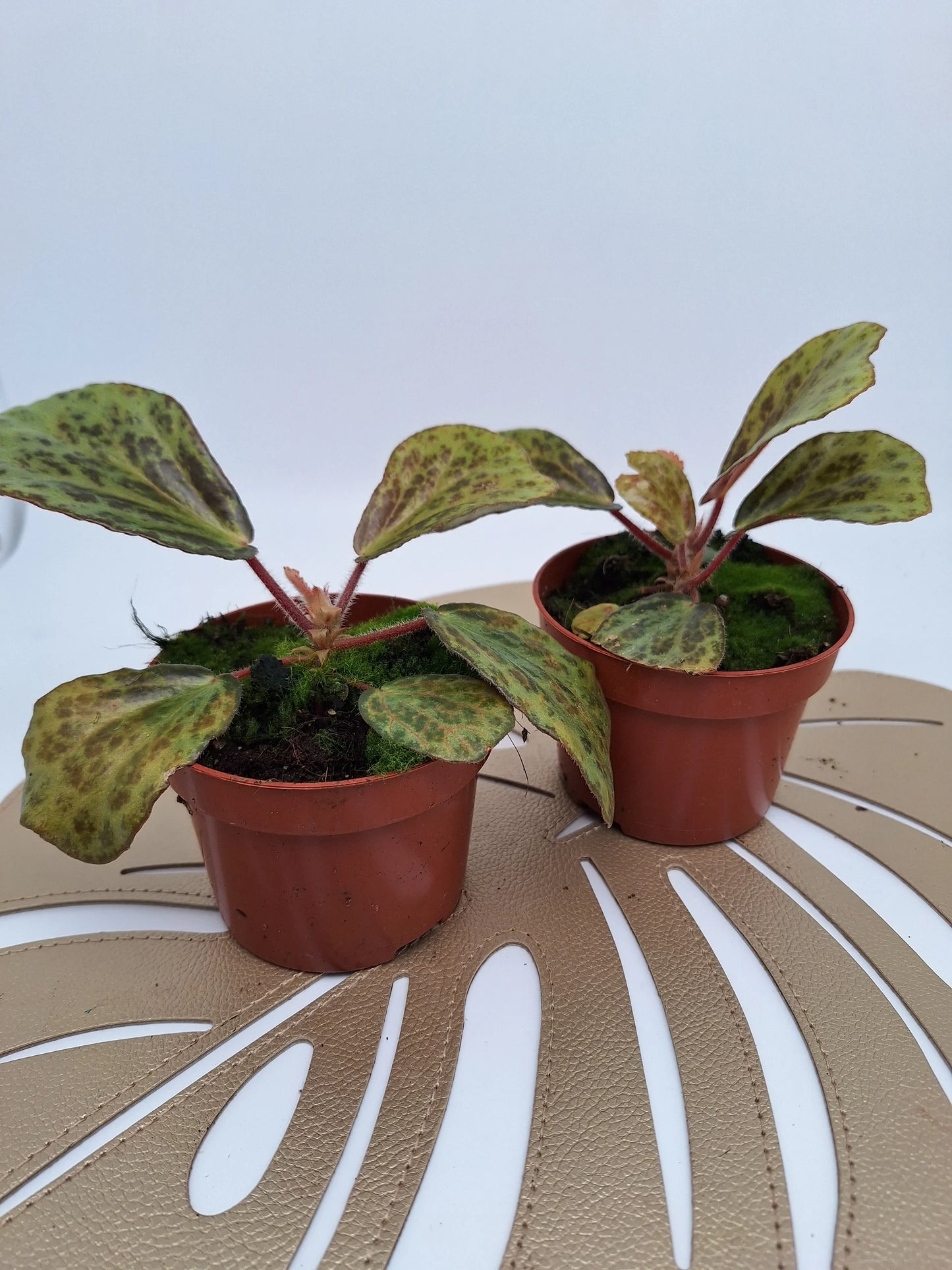 Begonia blancii mottled