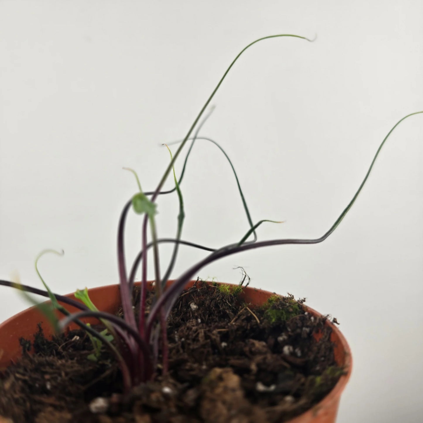 Alocasia plumbea 'Flying Squid'