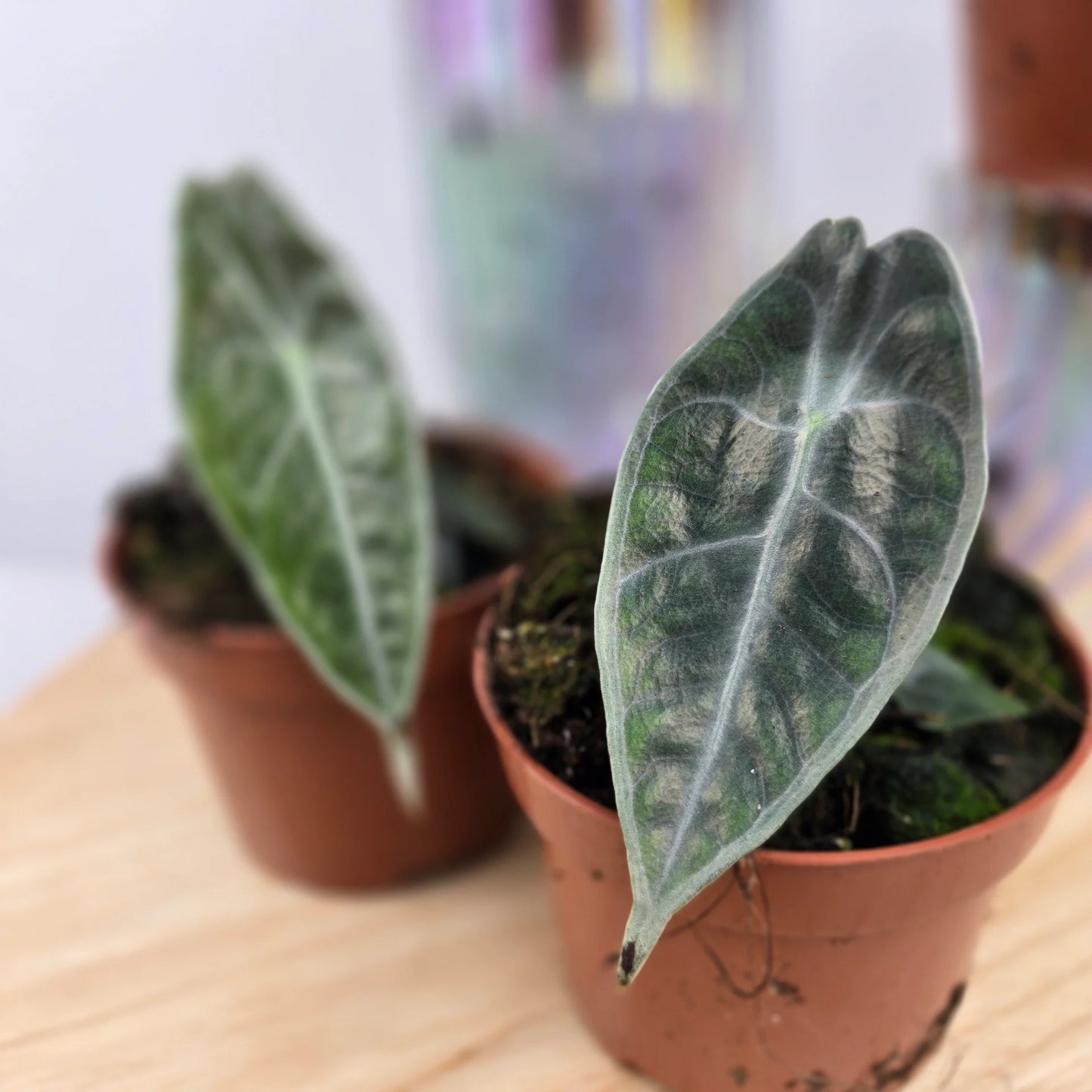 Alocasia Longiloba Purple 'S'